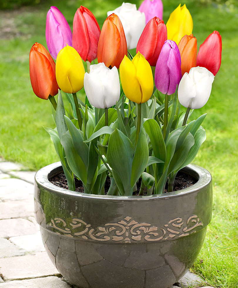 PaperFoam bio-degradable packaging tray for tulip bulbs